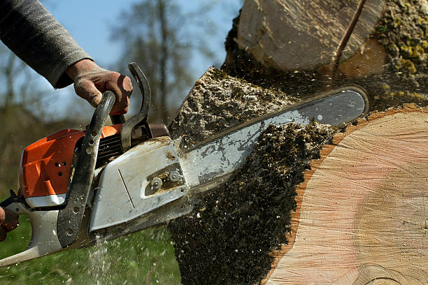 Residential Tree Removal in Claypool Hill, VA